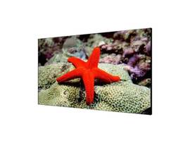 HIKVISION 55INCH/0.88MM/500CD LCD