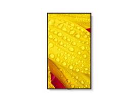 SHARP NEC 55IN PROFESSIONAL DISP, 4K UHD, 24/7,500NITS,LANDSCAPE/PORTRAIT,HDMI IN X2,HIGH HAZE ANTI REFLECTIVE,METAL CHASSIS,SDM COMPATIBLE