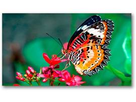 BUNDLE 3X3 46 ULTRA NARROW BEZEL 700CD
